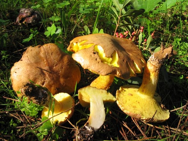 Suillus collinitus e Suilus sp.
